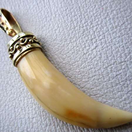 Genuine and Rare Lion Tooth in 14K/585 Yellow Gold
